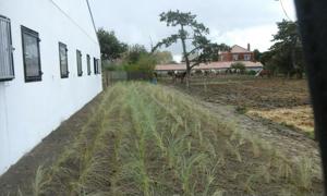 aanplantingen