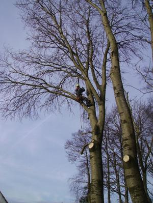 snoeien van bomen
